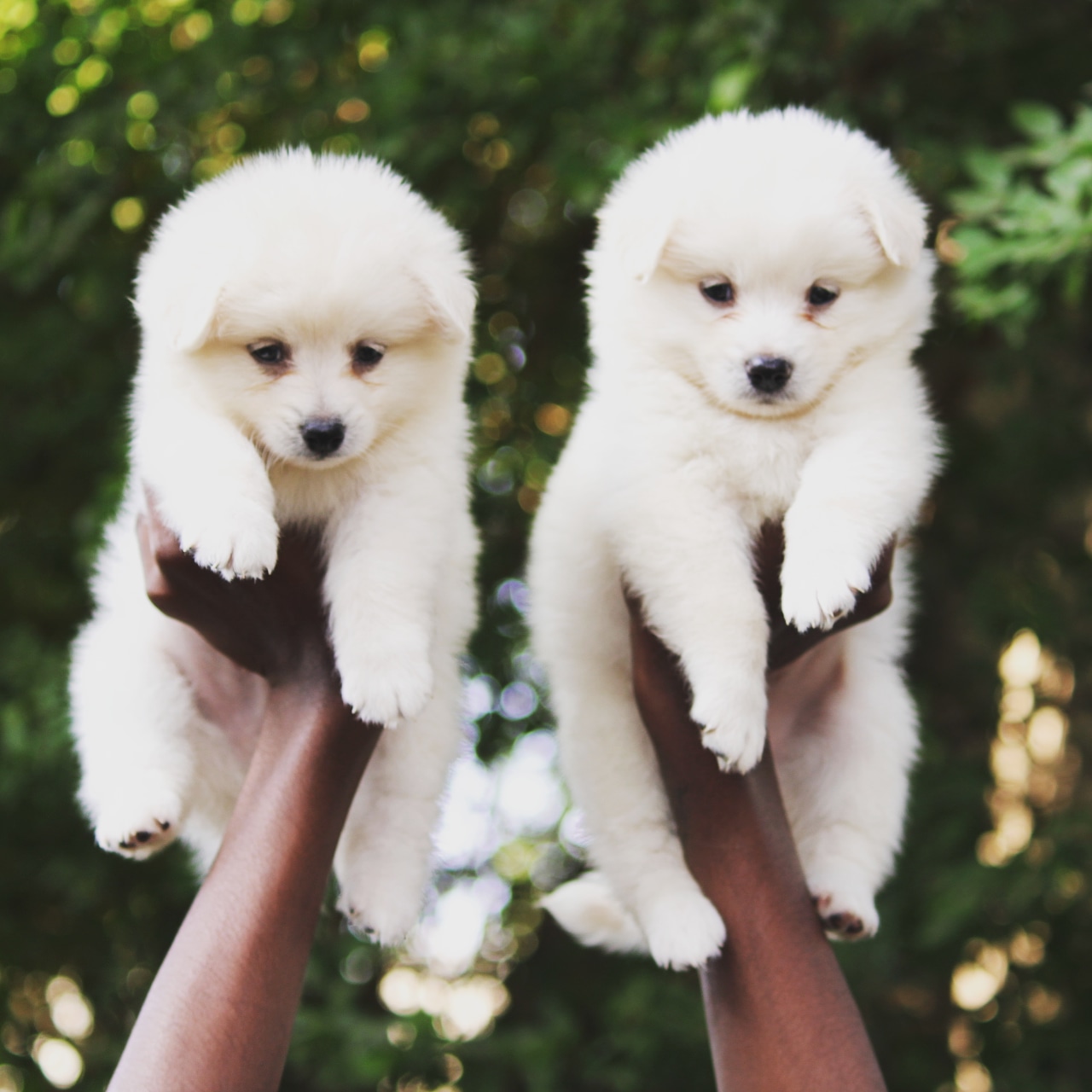 Pomeranian